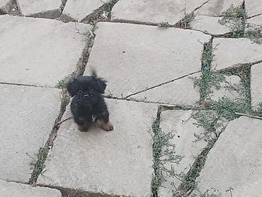 at satilir: Bu Küçüylər satılır erkəy dişidi biri 100m Dan — 5