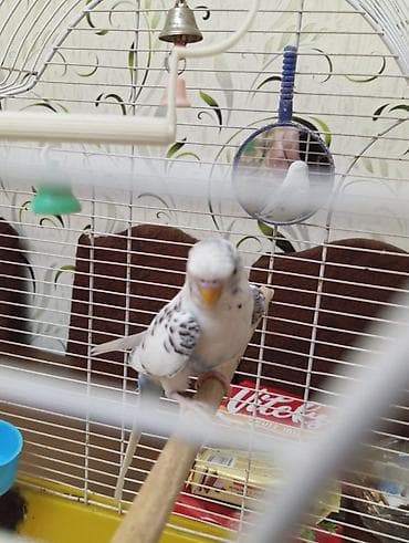 Quşlar: Salam. 6 ayliq papuqay satilir. 6 ayliq olmagina baxmayaraq qizgin — 3