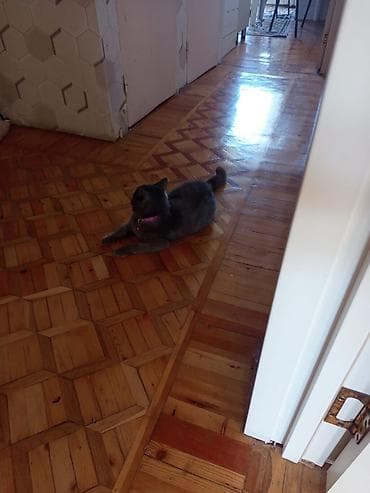 Heyvanlar üçün mallar: Britan, Dişi, Pulsuz çatdırılma — 5