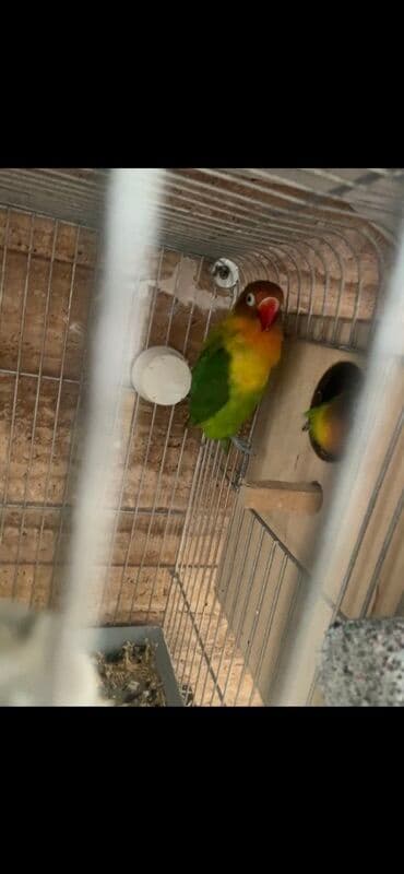 Bülbüllər: Fiser hazir cut yuva hazirlayirlar — 6