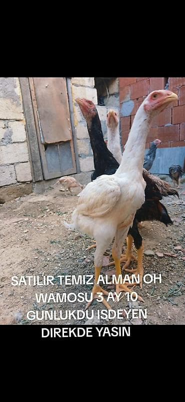 Toyuq, Damazlıq