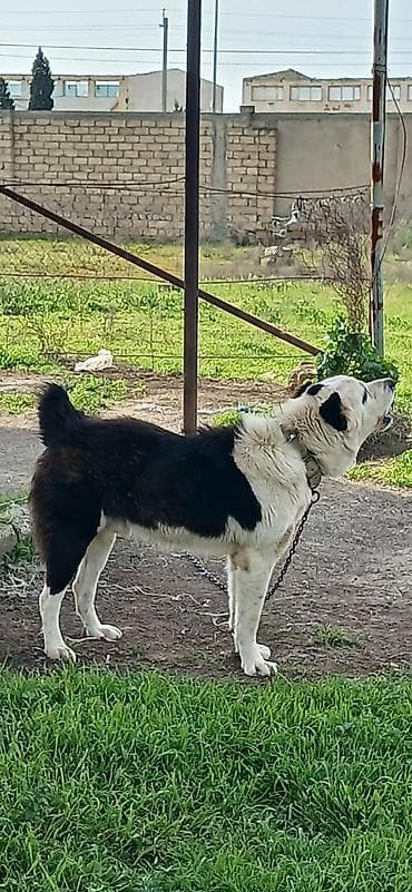 sivas kangal kanqal iti: Alabay, 2 il, Erkek, Peyvəndli, Pulsuz çatdırılma — 5