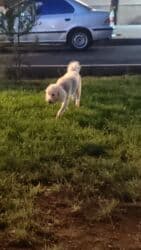 Pudel, 8 il, Erkek, Cütləşmə üçün