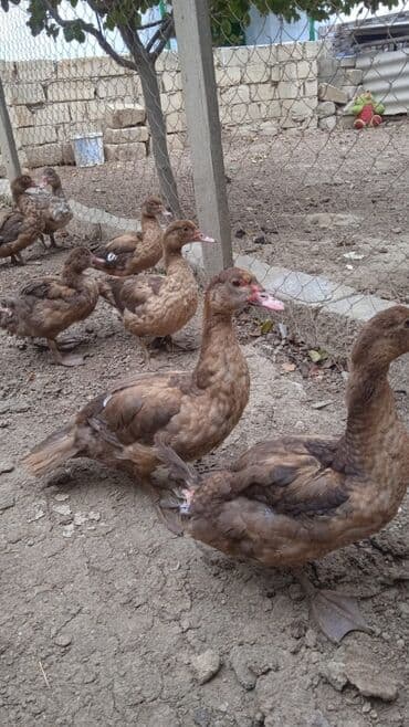 kayuqa ördək: Erkək, | Lal ördək, Damazlıq, Ünvandan götürmə — 1