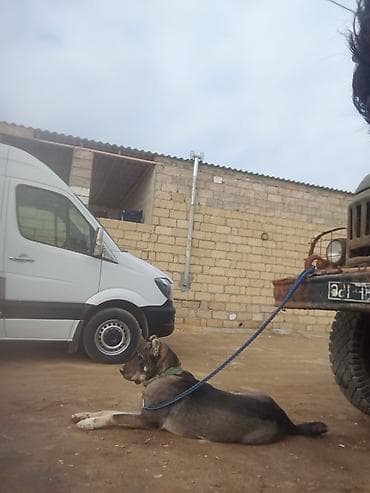 erkəy danalar: İt – böyük cüssəli, qara-boz rəngdə, sinəsində və pəncələrində ağ — 2