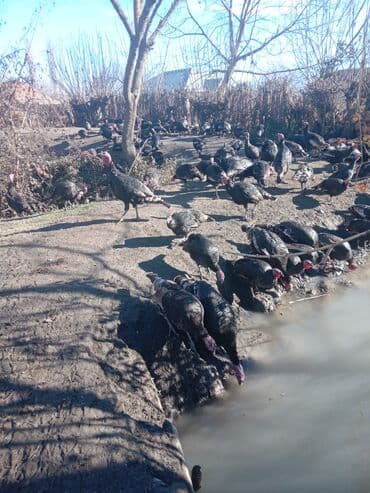 Atlar: Məhsul: Hind quşları (qara rəngli, xüsusi təbii bəsləmə) Təsvir: - — 2