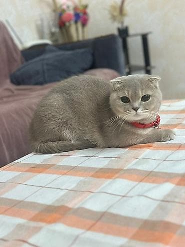 pisi: Şotland yastı qulaq, Yaxşı əllərə — 1