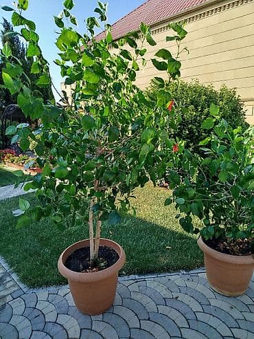 kusəyən gul: Saxsıda hibiskus (Çin gülü) dekorativ bitkisi. Bitki iri ölçülüdür və — 6