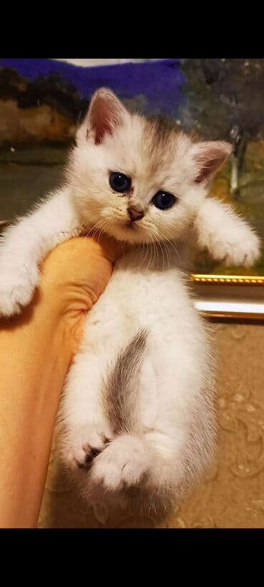 Britan, Erkək, Dişi, Yaxşı əllərə, Ünvandan götürmə