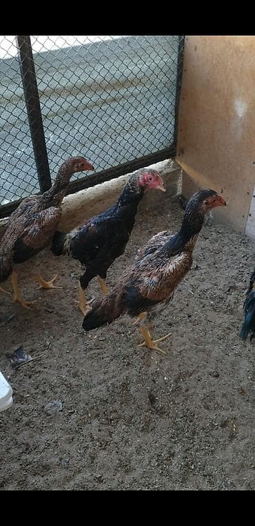 Kənd təsərrüfatı quşları: Təmiz alman qanı sarıbel Osaka şamo 3 aylıq beçələr, fərələr. Bir — 2