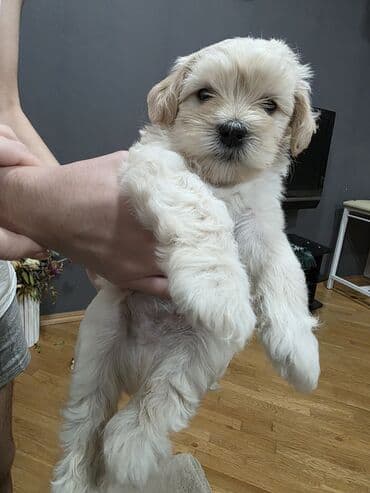 afçarka satılır: Pudel, 1 ay, Erkek, Pulsuz çatdırılma — 2