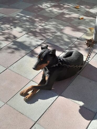 3D panellər: Doberman, Erkek — 2