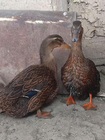 qaz ördey: Vaspanan elqe saxlya blersiz — 1