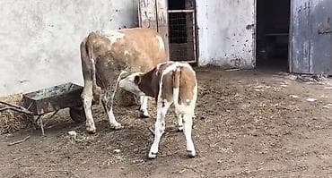 Dişi, Simental, il: 2, 600 kq, Damazlıq, Ödənişli çatdırılma