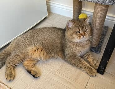 Gəmiricilər: Cütləşdirilir erkək Britan. İri tontiş pişikdi. Dişi pişiyi görən kimi — 1