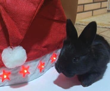 heyvanlar satışı: Salam.bayramin en gozel hediyyesinden biri şirin heyvanlar ile — 5