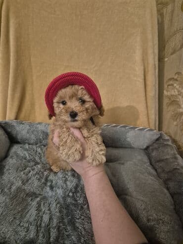 erkey quzular: Pudel, 2 ay, Erkek, Peyvəndli — 3