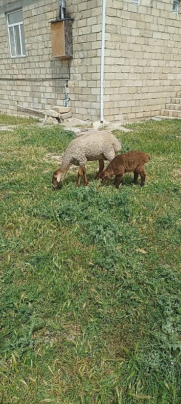 mal qara: 2 dənə cavan damazlx qoyun 2 dənə 1ci qarna balalı toğlu 1 dənə cavan — 6