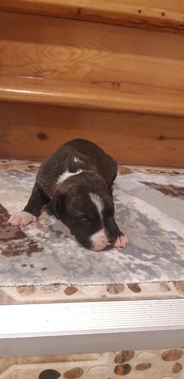 it pitbull: Pitbul, Peyvəndli — 1