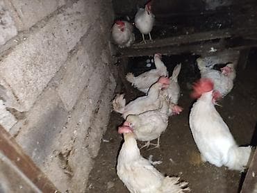 quş yuvası: Toyuq, Yumurtalıq — 5