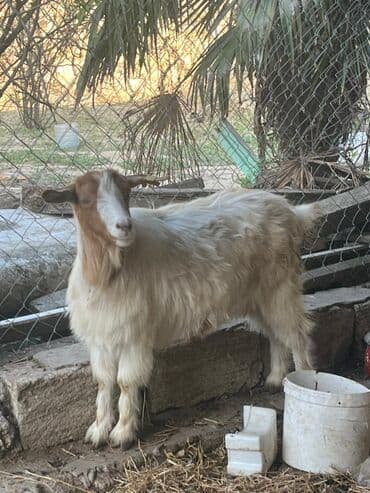cins ineklerin satisi: 200 ağ. keci 250 qara keçi 2 sininde balası var qarnında real alıcı — 2