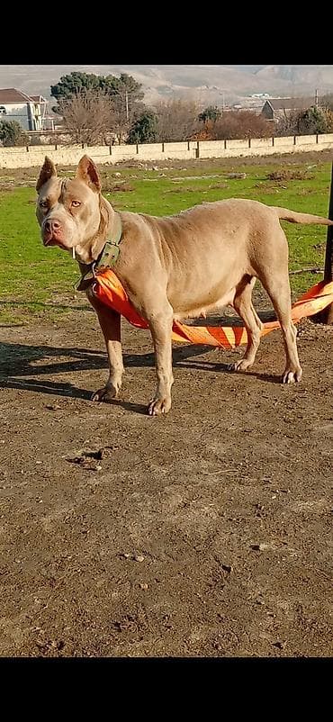 Gəmiricilər: Pitbul, 2 il, Dişi, Peyvəndli — 4