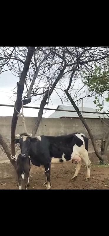 südlü iney: Simental tipli qara-ağ rəngli inək bala ilə birlikdə. - İri bədən — 4