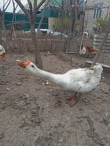 Pişiklər: Qaz sürüsü – RUS SORTU ev şəraitində bəslənən - Növ: Ağ ev qaz/qaz — 2