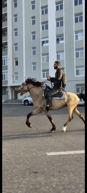 yorğa at: Erkək, Qarabag, il: 6 — 1