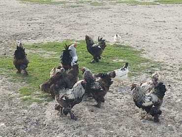 toyuğlar: Toyuq, Brama, Damazlıq — 1