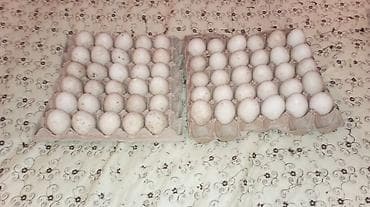 ordek nece gune bala cixarir: Təbii kənd yumurtası sort lal ördek yumutası tam mayalı təzə - — 2