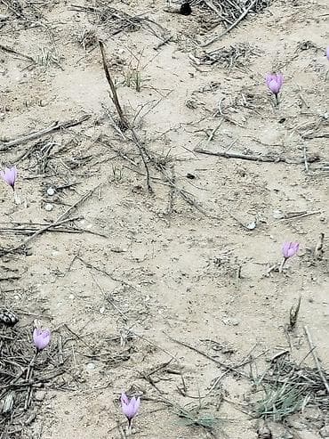 bak cen: Quru meyvələr — 10