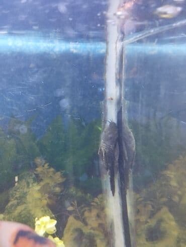 dib balıqları: Мирные — 1