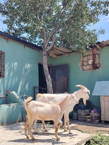 Dişi, Zanen, il: 1, 50 kq, Damazlıq, Südlük, Ətlik, Pulsuz çatdırılma lalafo.az -da Dişi, Zanen, il: 1, 50 kq, Damazlıq, Südlük, Ətlik, Pulsuz çatdırılma