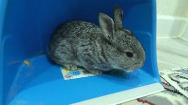 kaliforniya dovşanı: Dovsan balalari satilir — 10