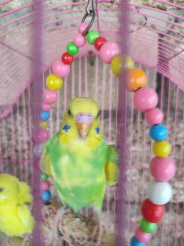 Gəmiricilər: Quslar tek tek 12 Azn cutter 30 Azn alti balali cut 50 Azn — 4