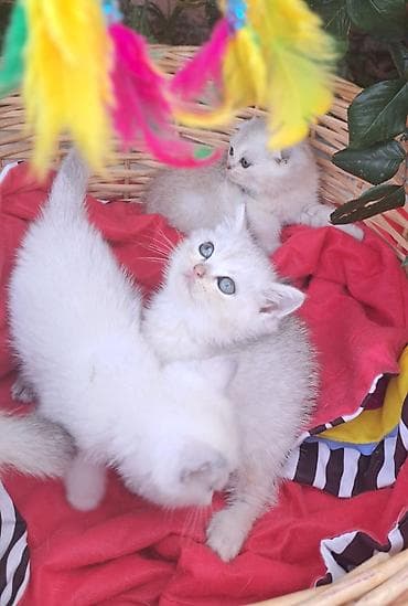 Şinşilla
