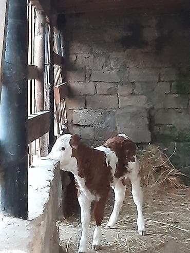 it satisi afcarka: 3qarına simental inek ayın 8 doğub bulama 15 litir sude dusmuyub 25 — 5