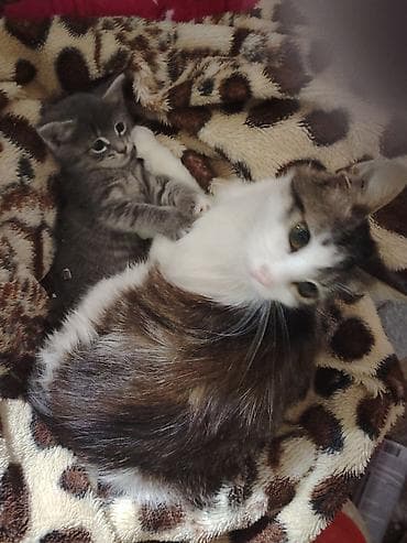 xaski balasi satilir: Şinşilla, Dişi — 2