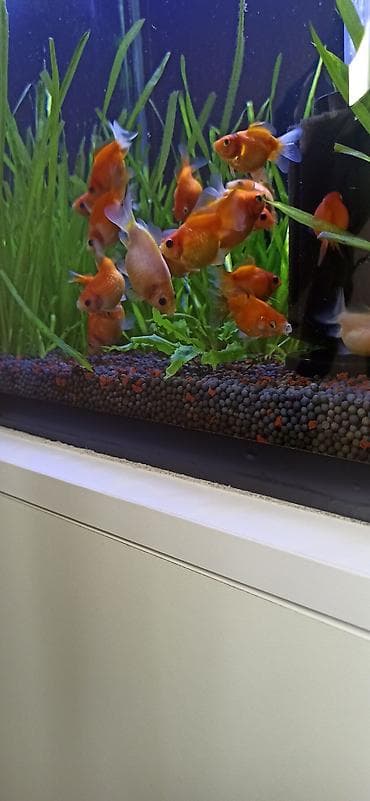 Qızıl balıq, Sülhsevər