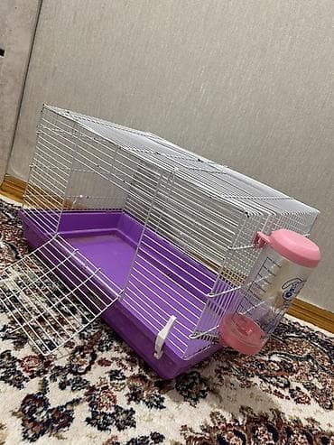 Gəmiricilər: Pulsuz sahiblendirilir!! 6 aylıq erkekdı,derslerme göre baxa bilmirem — 4