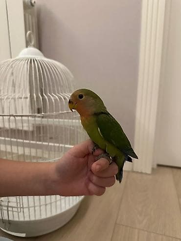 tutuquş: Bele quslar satilir tam əl quslari insanla oynamaqi sevirlər vitaminli — 5