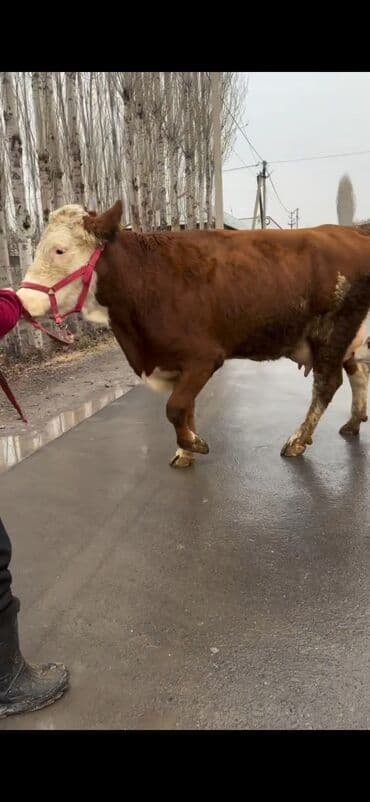 sabuncu heyvan bazari: Satılır: inək bala ilə - Cins: qırmızı-ağ rəngdə, ətlik-südlük tip — 5
