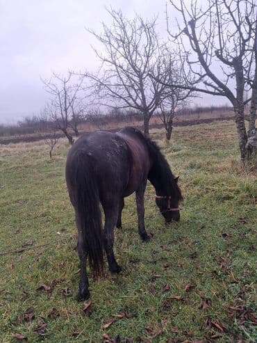 cücə və xoruz təmsil: Erkək, il: 6, Ünvandan götürmə — 3