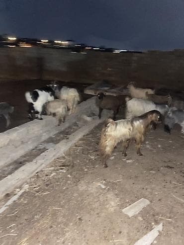 Mal-qara: 13 baş keçi çepiş 1 baş Teke Cemi 14 baş heyvandi — 6