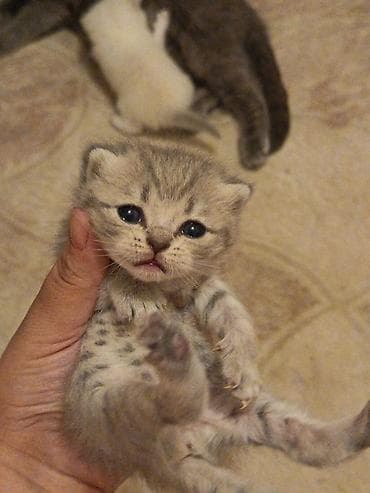 buğa heyvan: Şotland yastı qulaq — 2