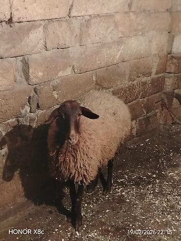 heyvan bazari keci: Satılır 1 qarın doğub şişək di boğaz olub olmağını bilmirəm qoç içində — 4