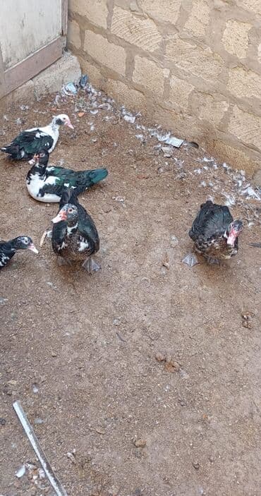 lal ordəklərin satışı: Lal ördək satılır 2 dişi birlikdə 50azn 2erkek 60azn ünvan Maştağa — 2