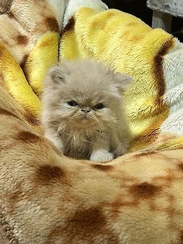 azərbaycanca pişik adları: Fars — 1