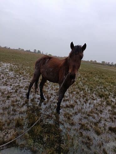 çin aslanı: Satilir cavan heyvan normal yerisde sadece baxa. Bilmirem deye ariqdi — 5